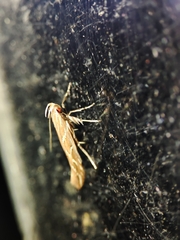 Pyroderces argyrogrammos