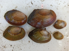 Sinanodonta woodiana