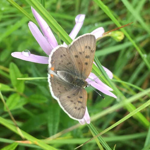 Bog Copper