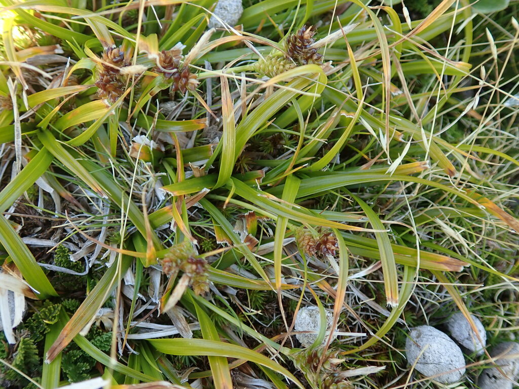 Carex wakatipu