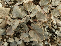 Ranunculus crithmifolius
