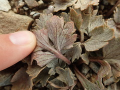 Ranunculus crithmifolius