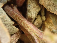 Ranunculus crithmifolius