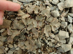 Ranunculus crithmifolius