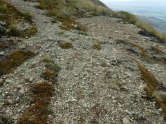 Ranunculus crithmifolius