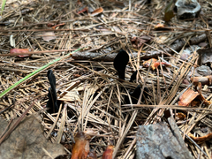 Geoglossum