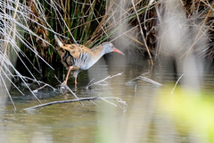 Rallus aquaticus