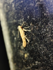 Pyroderces argyrogrammos