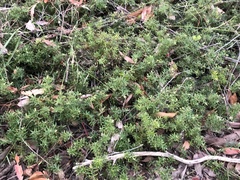 Acrotriche aggregata