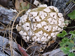 Calvatia sculpta