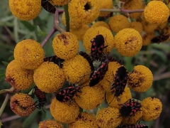 Spilostethus saxatilis