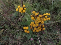 Spilostethus saxatilis