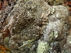 Rinodina