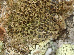 Rinodina