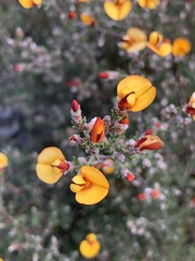 Eutaxia microphylla