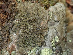 Rinodina