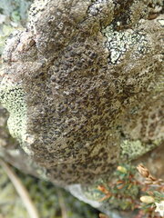 Rinodina
