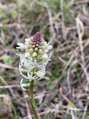Stackhousia monogyna