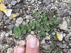 Euphorbia stictospora