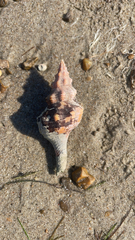 Triplofusus giganteus