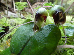 Corybas