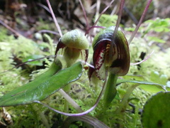 Corybas