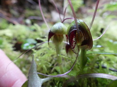 Corybas