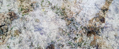 Baseodiscus quinquelineatus