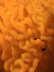 Fungi