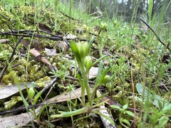 Brachyscome perpusilla
