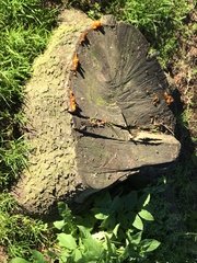 Fungi