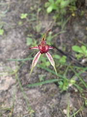 Caladenia reticulata