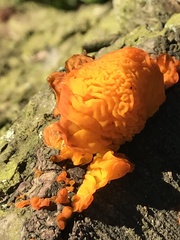 Fungi