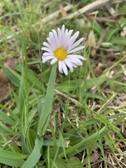 Brachyscome decipiens