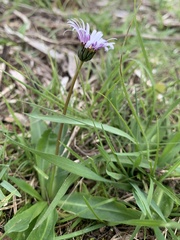 Brachyscome decipiens