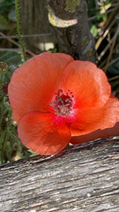 Papaver rhoeas
