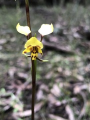 Diuris pardina
