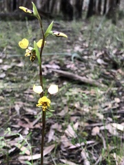 Diuris pardina