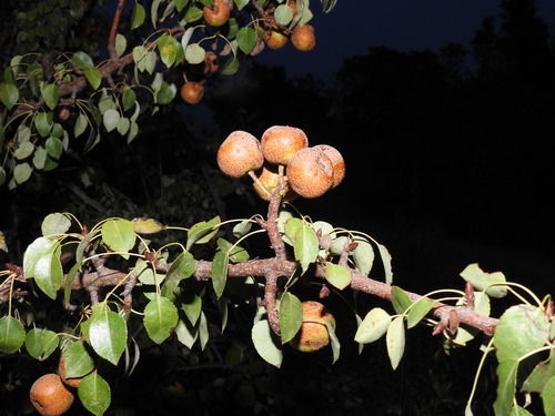 Image of Pyrus bourgaeana by (c) Duarte Frade, some rights reserved (CC BY)