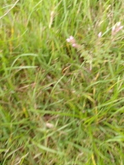 Odontites vernus