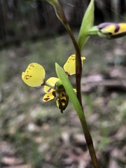 Diuris pardina