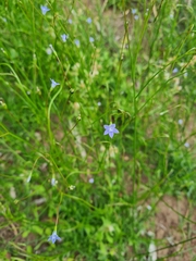 Wahlenbergia gracilis