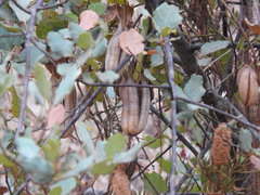 Aristolochia baetica