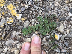 Euphorbia stictospora