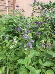 Campanula trachelium