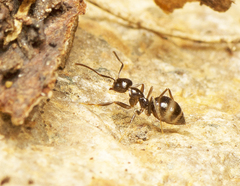 Nylanderia