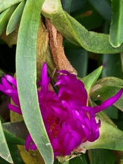Carpobrotus rossii