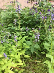 Campanula trachelium
