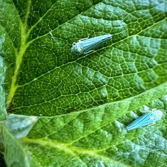 Graphocephala atropunctata