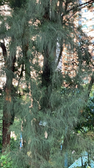 Casuarina equisetifolia